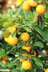 fresh ripe orange hangs on the tree