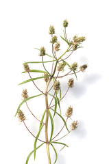 Schwarzer, flohsamen, europaeischer, Flohsamen, afra,