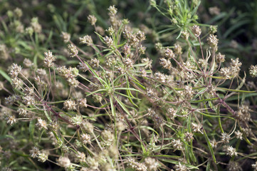 Schwarzer, flohsamen, europaeischer, Flohsamen, afra,