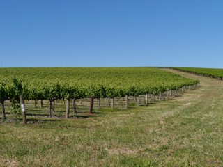 A wine vineyard in spring in the Clare valley - obrazy, fototapety, plakaty
