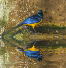 Golden-breasted Starling Lamprotornis regius, also known as Roya
