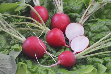ラディッシュ