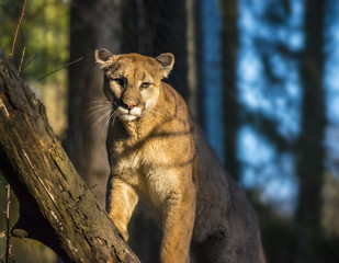 Mountain Lion