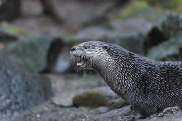 River Otter