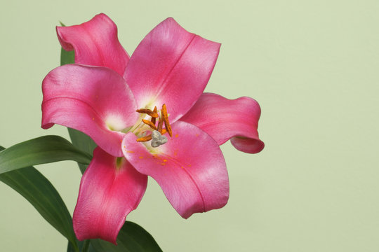 Pink lily, flower