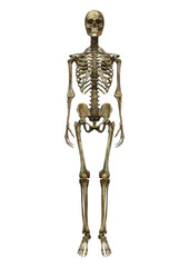 Male Skeleton