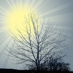 winter sun theme tree