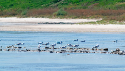 flock of seagulls