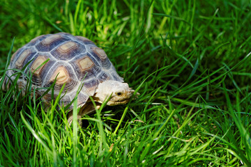 African Spurred Tortoise