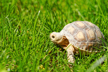 African Spurred Tortoise
