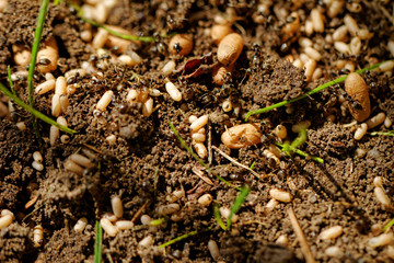 ant eggs