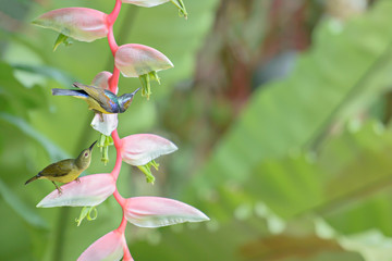 Obraz premium sunbird bird Phuket Province Thailand