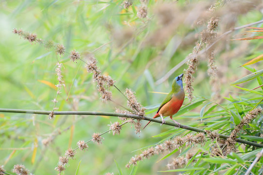 Pin-tailed Parrotfinch bird Phuket Province, Thailand