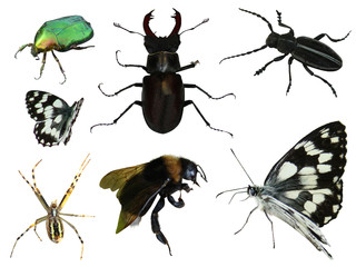 butterflies bugs spiders a bumblebee insects