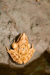 Close-up from a yellow frog