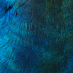 Obraz premium Feathers of a bird (peacock)