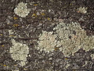 Texture of tree bark