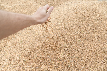 Male hand pouring grain onto wheat heap