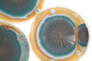 Penicillium fungi on agar plate - obrazy, fototapety, plakaty