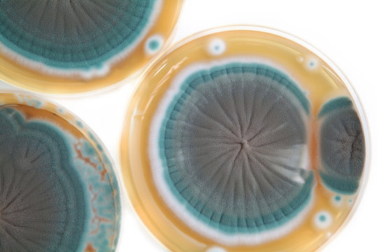 Penicillium fungi on agar plate