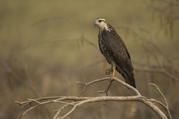Snail kite, Rostrhamus sociabilis,