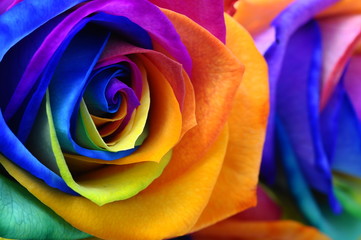 Fototapeta na wymiar Rainbow rose or happy flower