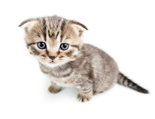 top view of cat kitten on white background