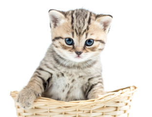 Funny small kitten in wicker basket