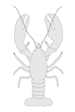 cartoon image of crayfish animal