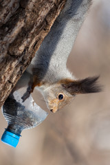 Sciurus vulgaris, Red Squirrel.