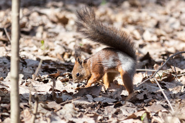 Sciurus vulgaris, Red Squirrel.