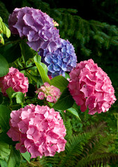 Hortensia meerkleurig