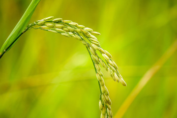 Close up of paddy rice
