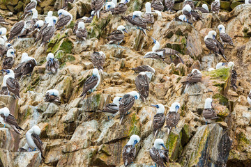 Aquatic seabirds in Peru,South America, coast at Paracas