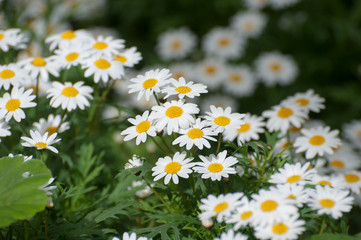 Fototapeta premium white flower field