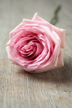 Rosafarbene Rose auf Holz