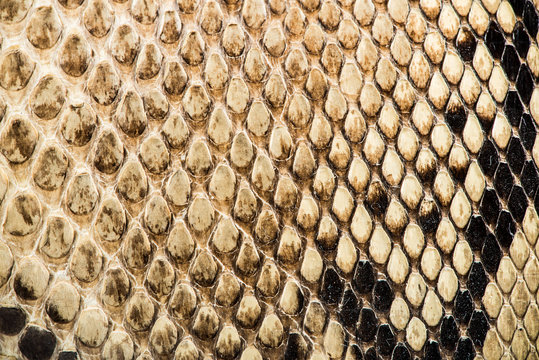 Texture of genuine crocodile leather