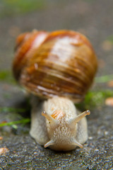 Weinbergschnecke