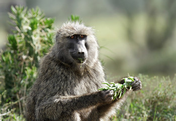 Obraz premium A Baboon eating green leaves