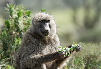 A Baboon eating green leaves