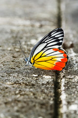 Fototapeta na wymiar Common jezebel butterfly