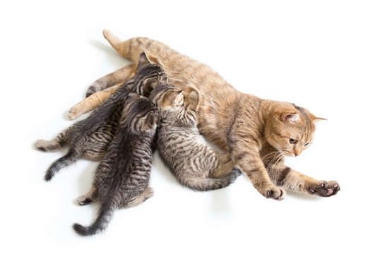 kittens brood feeding by mother cat isolated