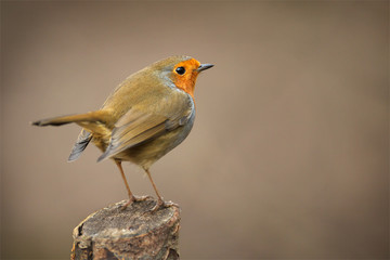 Forest robin on dead branch