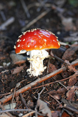 Red Poisoned Mushroom Growing In The Summer Forest