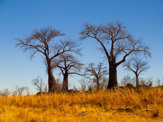 Baobab Paradise near Savuti