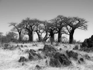 Fototapeten Baobab Paradise near Savuti in black and white © pyty