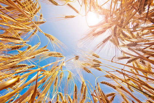 Reifes Getreide im Sommer