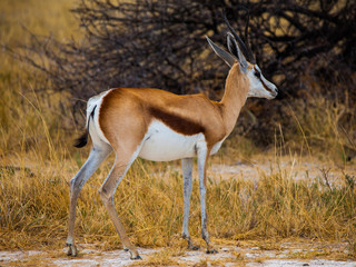 Impala