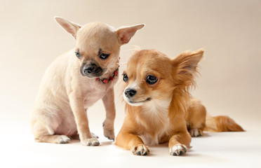 Two sweet chihuahua puppies on neutral background