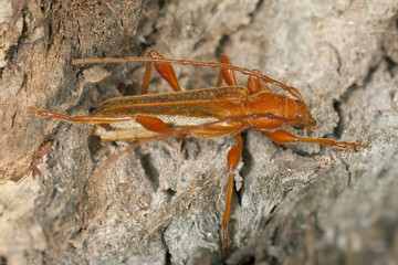 Tanbark borer, Phymatodes testaceus orange form, macro photo